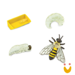 Ciclos de Vida da Formiga - Imagem 2