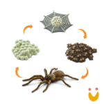 Ciclos de Vida da Formiga - Imagem 3