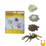 Ciclos de Vida da Aranha