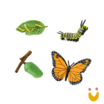 Ciclos de Vida da Formiga - Imagem 4