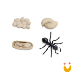 Ciclos de Vida da Formiga