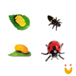 Ciclos de Vida da Formiga - Imagem 6