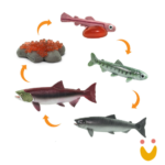 Ciclos de Vida do Salmão
