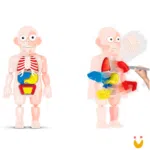 Kit médico corpo humano - Imagem 2
