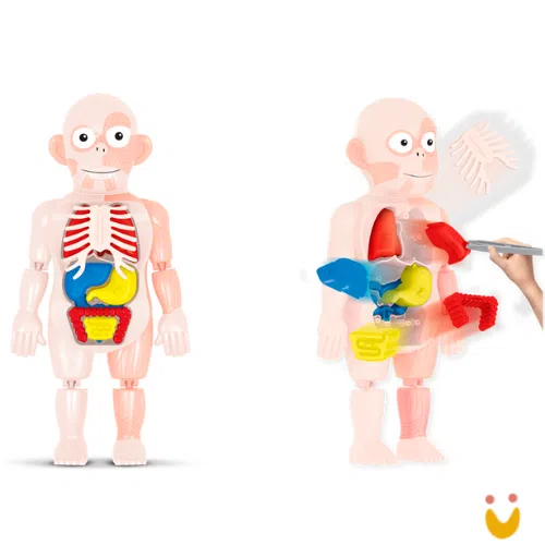 Kit médico corpo humano - Imagem 2