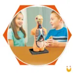 Kit Médico Explora Corpo Humano