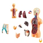 Kit Médico Explora Corpo Humano - Imagem 3