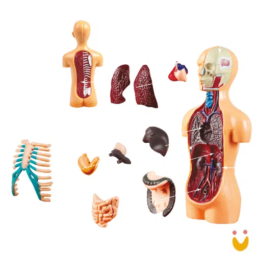 Kit Médico Explora Corpo Humano - Imagem 3