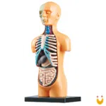 Kit Médico Explora Corpo Humano - Imagem 2