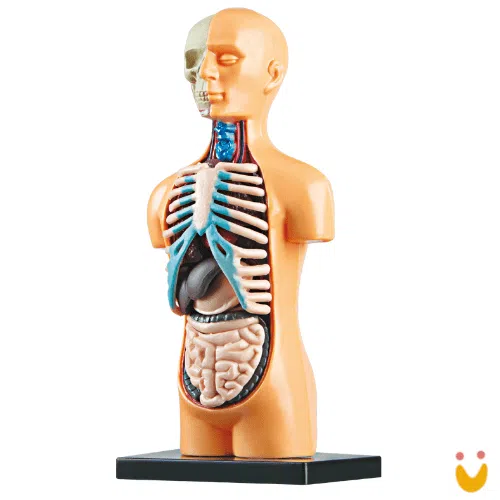 Kit Médico Explora Corpo Humano - Imagem 2