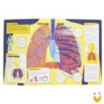 Desvende Fatos! Segredos do Corpo Humano - Imagem 2